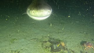 Six Gill Shark Dive  Redondo [upl. by Notgnilra]