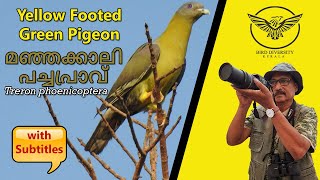 Yellow Footed Green Pigeon  Green Pigeon Malayalam  Pigeon Bird  Manjakkali Pachhapravu  പ്രാവ് [upl. by Releehw]