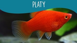 Platy  Minha Fauna [upl. by Harak]