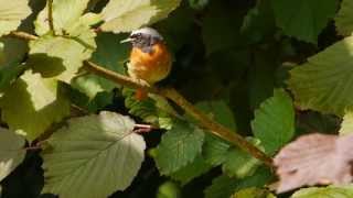 Common Redstart Phoenicurus phoenicurus ♂  Gartenrotschwanz [upl. by Kucik]