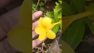 Yellow mandevilla flower [upl. by Ahsetel565]