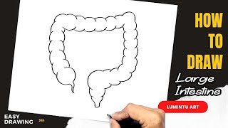 How to draw Large Intestine  Easy Large Intestine Drawing [upl. by Vocaay901]