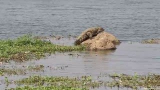 Powai lake crocodile Saurabh Bhandari Photography [upl. by Assiroc]