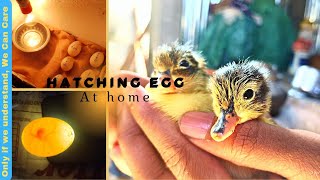 28day duckeggs hatching journey With my homemade incubatoramp feeding their 1st food duckegghatching [upl. by Nnyleahs]