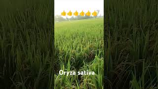 Oryza sativa धान  like share coment aur subscribe kare [upl. by Lothario]