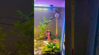 My 2 feet dirted tank with angel 🐠🐠corrys and danio aquariumfish aquarium trending fishtank [upl. by Yllier]