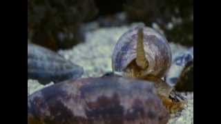 Cone Snail Conus Geographus [upl. by Austin]