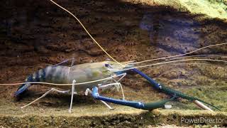 Giant freshwater prawn  Macrobrachium rosenbergii  documentary [upl. by Ajiram]