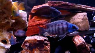 All Male Peacock Cichlid Tank [upl. by Alieka]