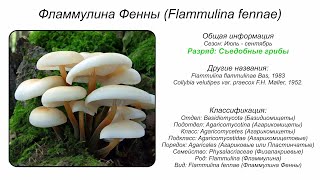 Фламмулина Фенны Flammulina fennae [upl. by Orvan407]