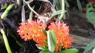 Kupukupu di anggrek  ascocentrum miniatum  butterfly on orchid  simbiosis mutualisme [upl. by Elletnuahs]