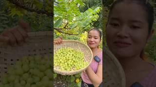 I have a gooseberry tree near my house siscookingtv mukbang fruit gooseberry shorts [upl. by Allrud]