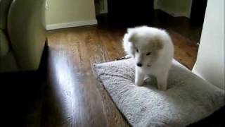 Adorable Samoyed Puppy [upl. by Anchie286]