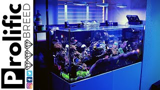 MIXED REEF TANK AQUARIUM UPDATE  RED SEA REEFER 350 [upl. by Anyad]