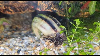 卡通電話蟲）大羊角蝸很會生蛋會影響水質嗎？Is the big horn snail very likely to lay eggs and affect the water quality [upl. by Mae437]