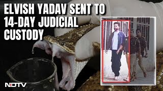 Elvish Yadav Arrested  YouTuber Elvish Yadav Sent To 14Day Jail In Snake VenomRave Party Case [upl. by Abigail]