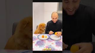 Funny dog 🐶 funny petcommunity funnydog pets petloversunite funnypet duet petloverscommunity [upl. by Quartana606]