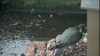 6 May 24 – Tom feeds the chicks [upl. by Duncan]