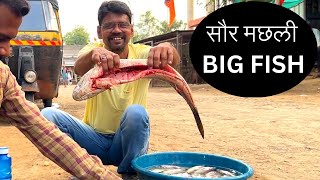 Saur Fish Best Cutting Process ये विडियो आप केलिए [upl. by Dedric]