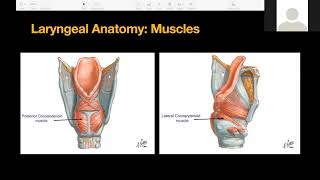 Flexible Laryngoscopy Basics [upl. by Marba]