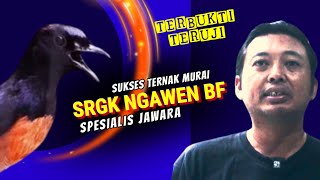 SRGK Ngawen BF Penangkar Murai Batu SPESIALIS JAWARA Berbagi Tips [upl. by Attenyl]