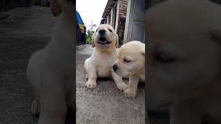 Labrador puppy available🐕 c8617205323 shortsfeed shots subscribe labrador youtubeshorts cute [upl. by Weiser]