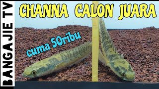 Channa yellow sentarum calon juara [upl. by Naitsirt615]