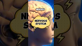 The Nervous System  what is nervous system nervoussystem nervous nervoussystemregulation viral [upl. by Sobmalarah144]