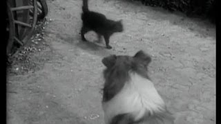 Lassie  Episode 82  Superstitionquot  Season 3 17 12301956 [upl. by Dodwell]