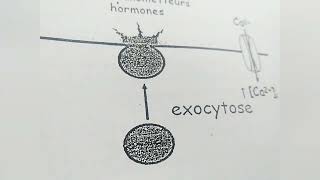 endocytose et exocytose [upl. by Neddra296]