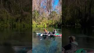 One of our favorite and most magical manatee moments during Manatee Season last year when a herd of [upl. by Oicirbaf]