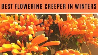 HOW TO GROW AND CARE FLAME VINEORANGE TRUMPET VINE BEST FLOWERING CREEPER IN WINTERS [upl. by Desta]