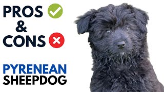 Pyrenean Sheepdog Pros and Cons  Chien de Berger des Pyrénées Dog Advantages and Disadvantages [upl. by Berrie339]