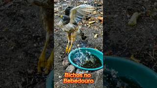 Bichos no Bebedouro [upl. by Nedla]