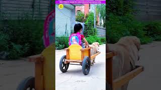 Smart pet dog 🐶🥰 Gadgets Smart Appliances Kitchen Utensils Home Inventions MTS Gyan [upl. by Aerua]