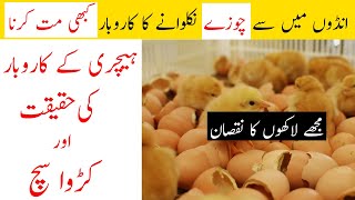 Dont Start Small Hatchery Business Ideas In Pakistan [upl. by Accber]