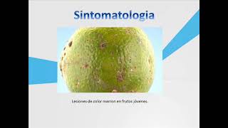 Alternaria alternata pv citri [upl. by Wagoner]