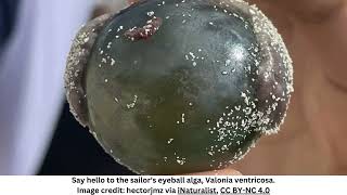 This “Sailor’s Eyeball” Blob Is One Of The Largest SingleCelled Organisms On Earth [upl. by Zacherie406]