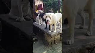 Labour dog Viral video Youtubeshort short video viral video funny [upl. by Ahsyak]