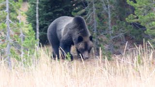 Grizzly Encounter during Hyperphagia [upl. by Ettenig186]