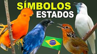 AVES SÍMBOLOS DOS ESTADOS BRASILEIROS e seus CANTOS  CANAL AVES [upl. by Ekud]