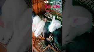 Sales for rabbit 🐰AS pets only for Trichy no transport [upl. by Fairley354]