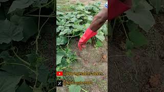 How to apply NPK fertilizer on crop wet [upl. by Nyleimaj]