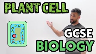 GCSE Biology  Plant Specialised Cells [upl. by Yniattirb]