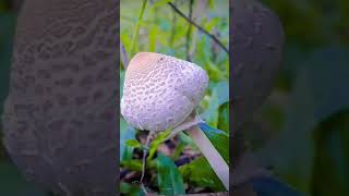 Wild Mushroom over the road [upl. by Rahel]