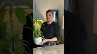 Philodendron Lemon Lime Repot Full Video [upl. by Palm]