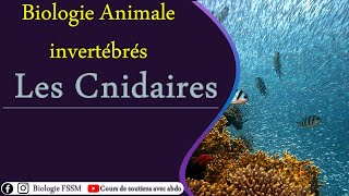 Biologie Animale des Invertébrés  Les Cnidaires [upl. by Saleem989]