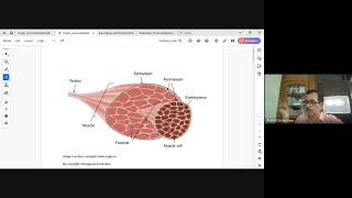 Anatomy and physiology of Locomotor System Part 2 especially skeletal muscles Dt 11024 [upl. by Reynolds704]