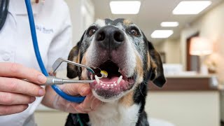 Podcast Title All About Tartar Removal in Dogs Before During and After [upl. by Hahn]