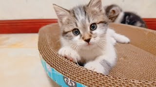 Playing happily on the cat scratching board [upl. by Philo]